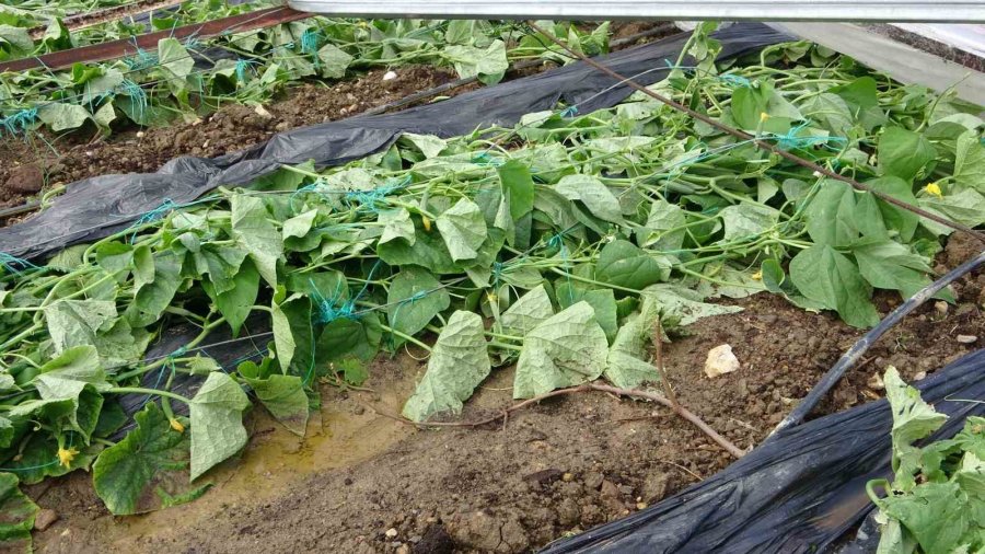 Alanya’da Hortum 250 Dönümden Fazla Seraya Zarar Verdi