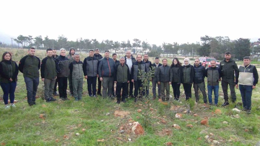 Mersin’de Yanan 12 Bin 946 Hektar Ormanlık Alana 4 Milyon Fidan Dikildi