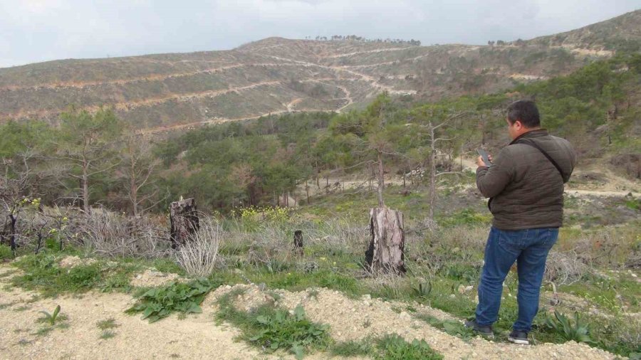 Mersin’de Yanan 12 Bin 946 Hektar Ormanlık Alana 4 Milyon Fidan Dikildi