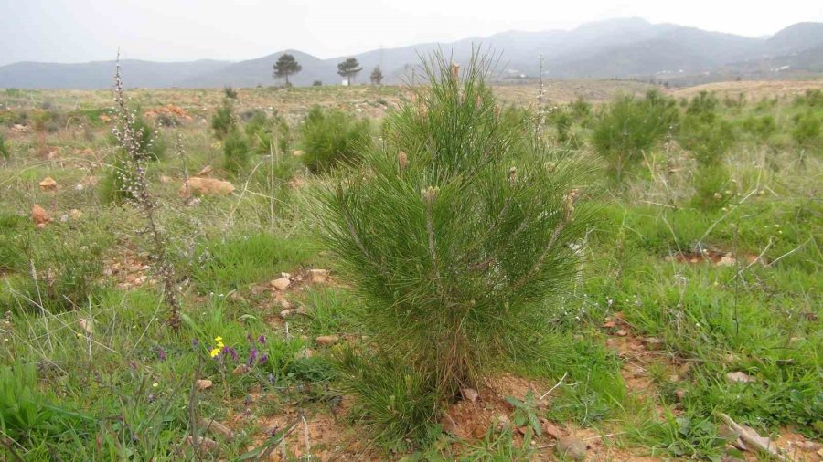 Mersin’de Yanan 12 Bin 946 Hektar Ormanlık Alana 4 Milyon Fidan Dikildi