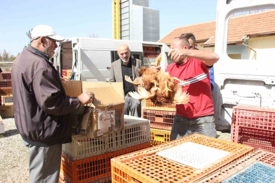 Karaman’da Kendi Yumurtalarını Üretmeleri İçin Köylülere Tavuk Ve Horoz Dağıtıldı