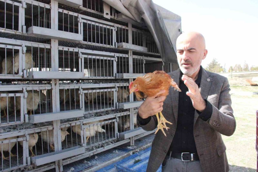 Karaman’da Kendi Yumurtalarını Üretmeleri İçin Köylülere Tavuk Ve Horoz Dağıtıldı