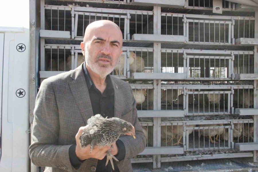 Karaman’da Kendi Yumurtalarını Üretmeleri İçin Köylülere Tavuk Ve Horoz Dağıtıldı
