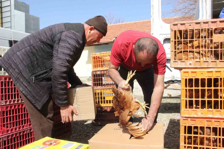 Karaman’da Kendi Yumurtalarını Üretmeleri İçin Köylülere Tavuk Ve Horoz Dağıtıldı