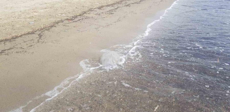 Alanya Sahilinde Ölü Denizanaları Görüldü
