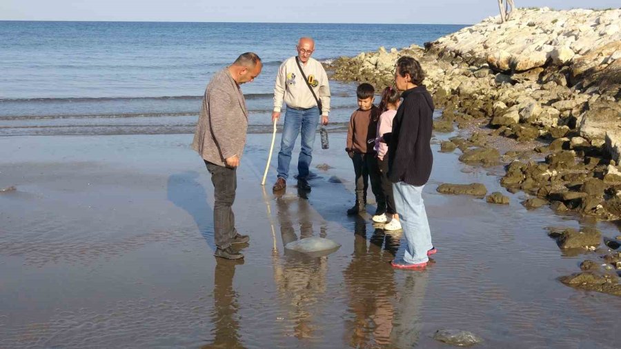 Mersin’de Sahiller Yeniden Denizanası İle Doldu