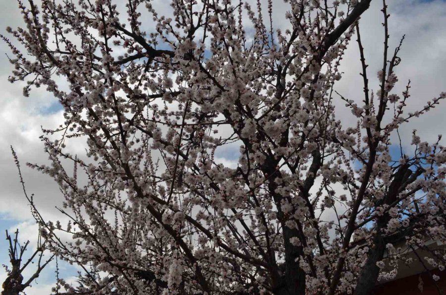 Baharın Müjdecisi Kayısı Ve Erik Çiçekleri Bu Yıl Mevsiminde Açtı