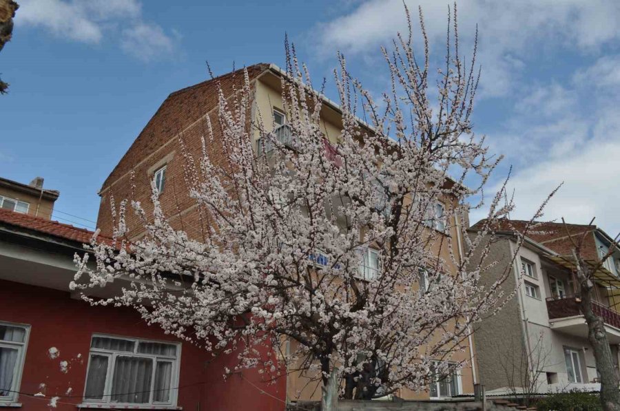 Baharın Müjdecisi Kayısı Ve Erik Çiçekleri Bu Yıl Mevsiminde Açtı