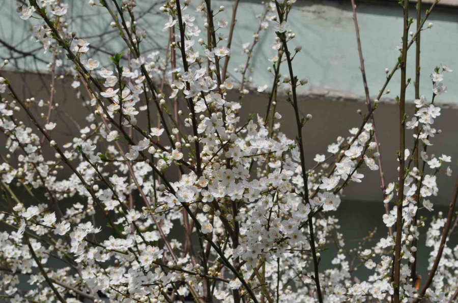 Baharın Müjdecisi Kayısı Ve Erik Çiçekleri Bu Yıl Mevsiminde Açtı