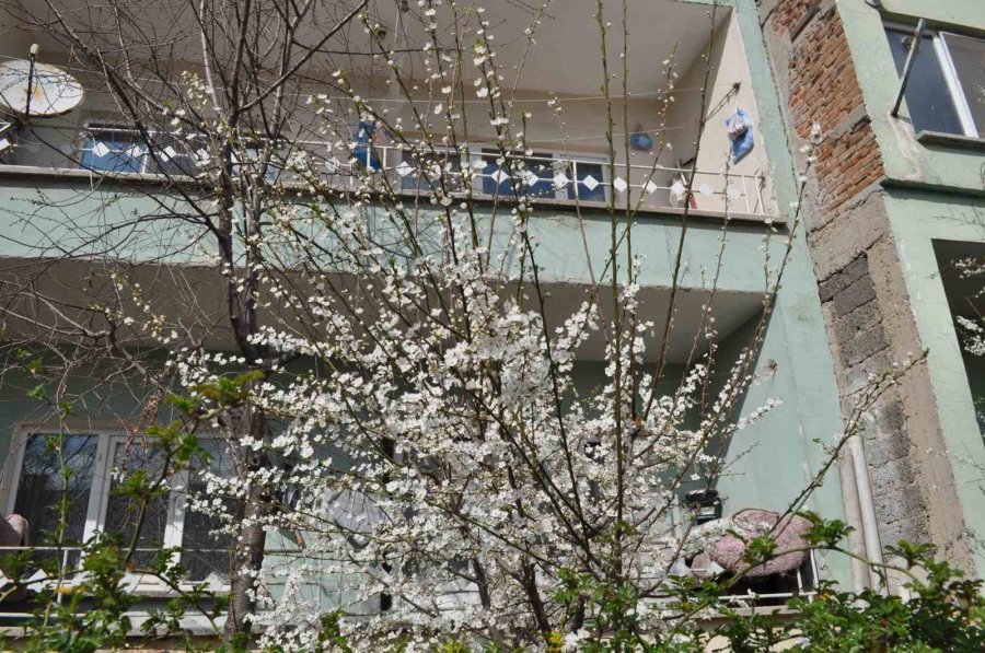 Baharın Müjdecisi Kayısı Ve Erik Çiçekleri Bu Yıl Mevsiminde Açtı