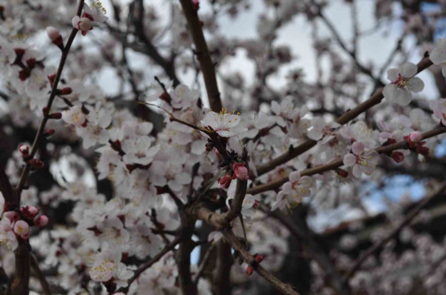 Baharın Müjdecisi Kayısı Ve Erik Çiçekleri Bu Yıl Mevsiminde Açtı