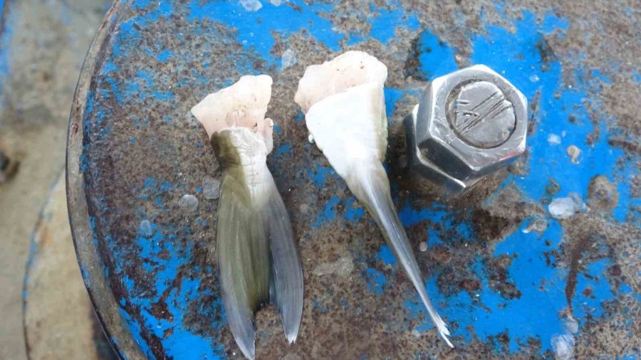 Mersinli Balıkçılar ’balon Balığı Avcılığına Yönelik Teşvik’ten Memnun