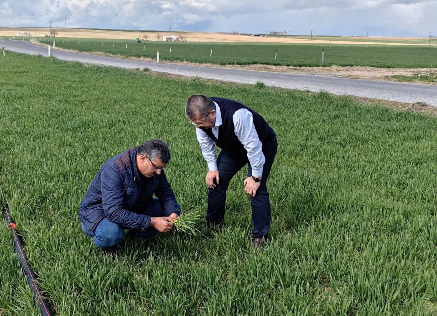 Konya’da Hububat Ekim Alanlarındaki Bitki Gelişimleri İncelendi