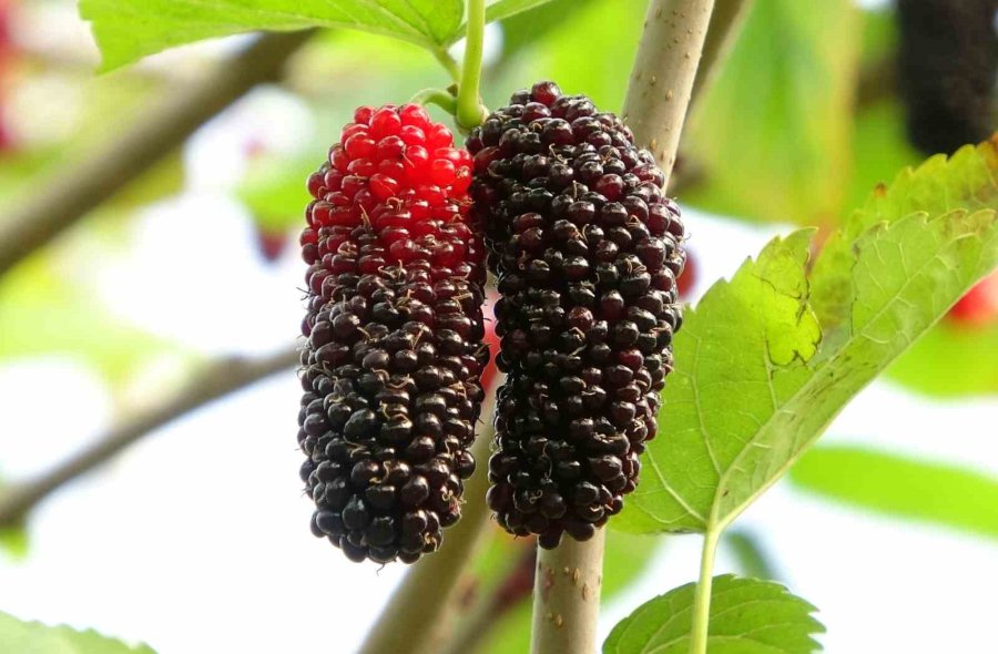 Kilosu 80 Tl: Üreticisinin Yüzünü Güldüren Meyve "karadut"