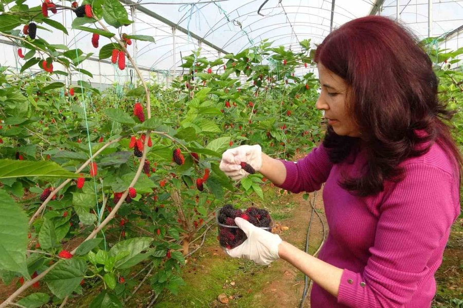 Kilosu 80 Tl: Üreticisinin Yüzünü Güldüren Meyve "karadut"