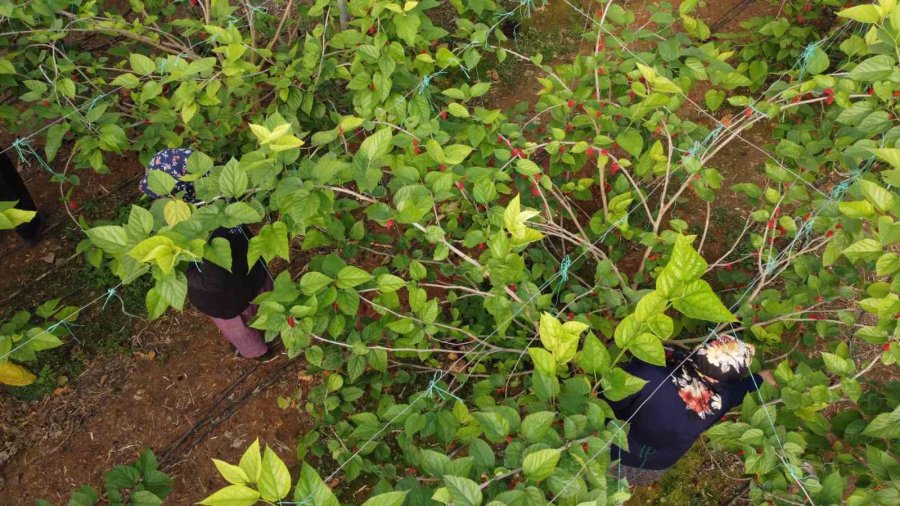 Kilosu 80 Tl: Üreticisinin Yüzünü Güldüren Meyve "karadut"