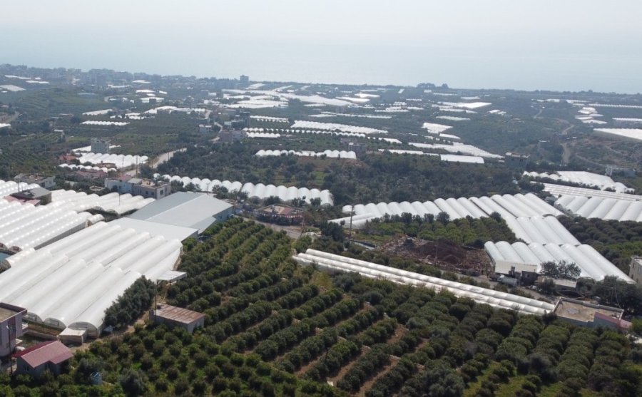 Kilosu 80 Tl: Üreticisinin Yüzünü Güldüren Meyve "karadut"