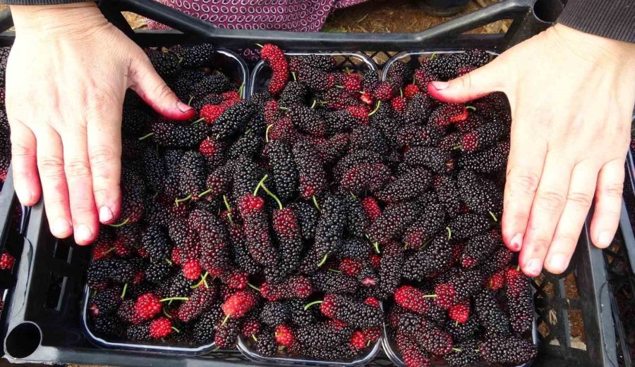 Kilosu 80 Tl: Üreticisinin Yüzünü Güldüren Meyve "karadut"