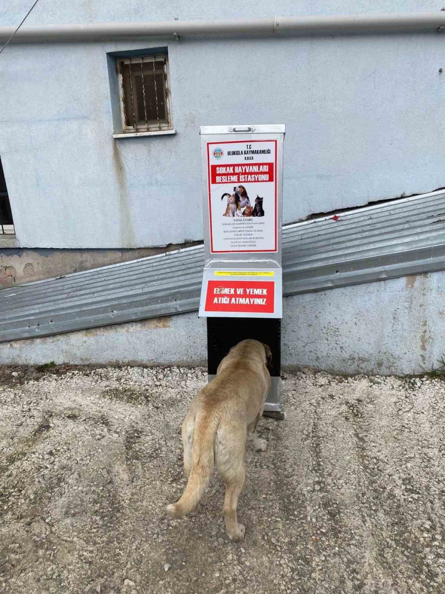 Niğde’de Sokak Hayvanları İçin Besleme İstasyonları Kuruldu
