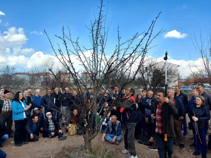 Eskişehir Çiftçisine Meyve Ağaçlarında Budama Ve Aşılama Eğitimi Verildi