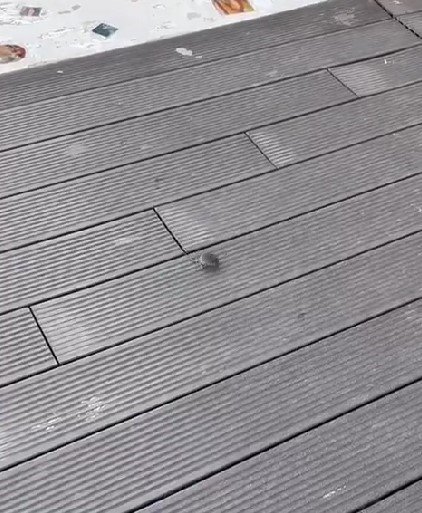 Porsuk Çayı’nın Ardından Hamamyolu’nda Da Fareler Görülmeye Başlandı