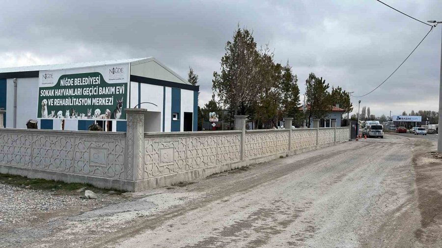 Niğde’de Dövüştürüldüğü İçin Koruma Altına Alınan Köpekler Çalındı