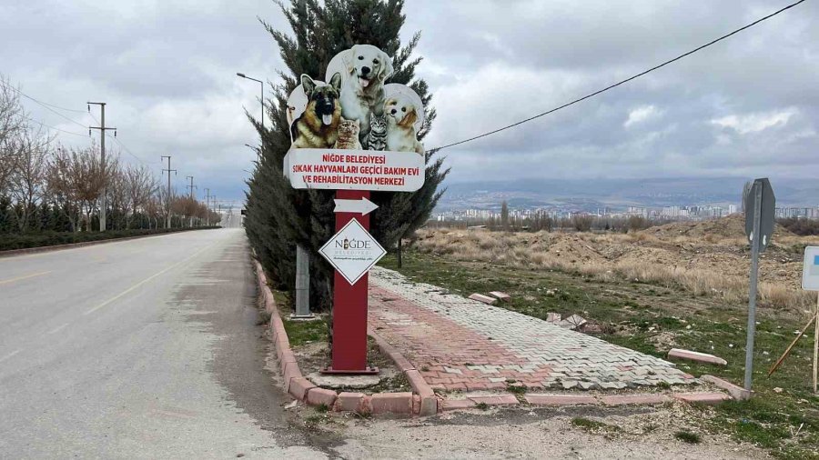 Niğde’de Dövüştürüldüğü İçin Koruma Altına Alınan Köpekler Çalındı