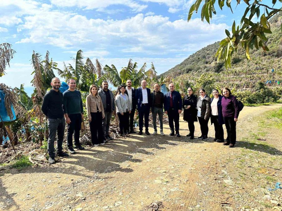 Gazipaşa’da Tropik Meyvelerde Hastalık Ve Zararlılar Anlatıldı