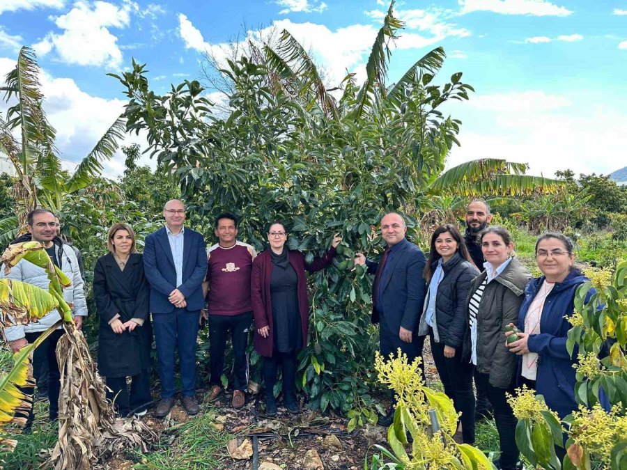 Gazipaşa’da Tropik Meyvelerde Hastalık Ve Zararlılar Anlatıldı