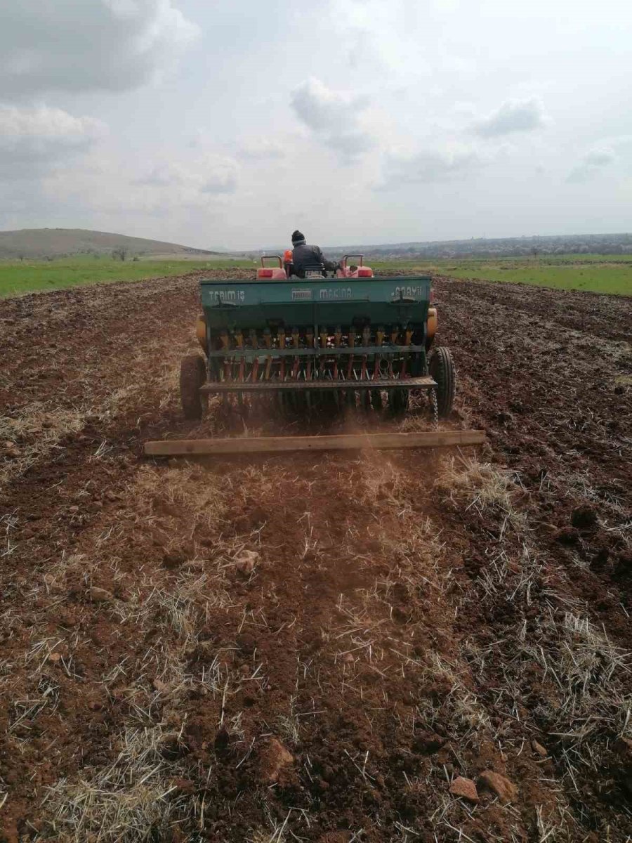Hüyük’te Atıl Tarım Alanları Aspir Ekilerek Üretime Kazandırılıyor