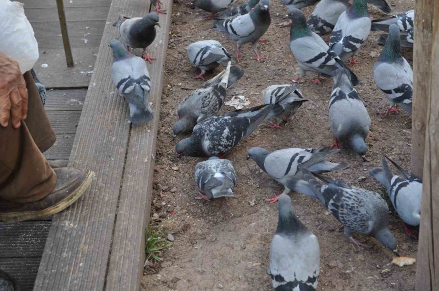 Sokaktaki Kuşları Yıllardır Büyük Bir Özenle Besliyor