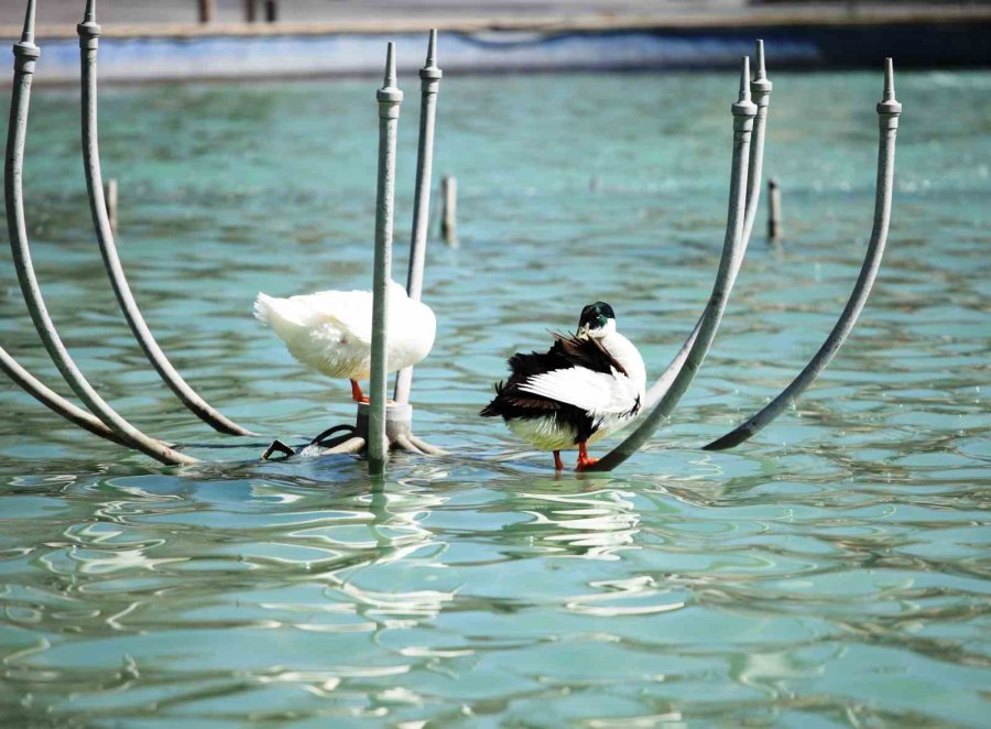 Konya’da Güneşli Havanın İlgi Odağı Kuğular