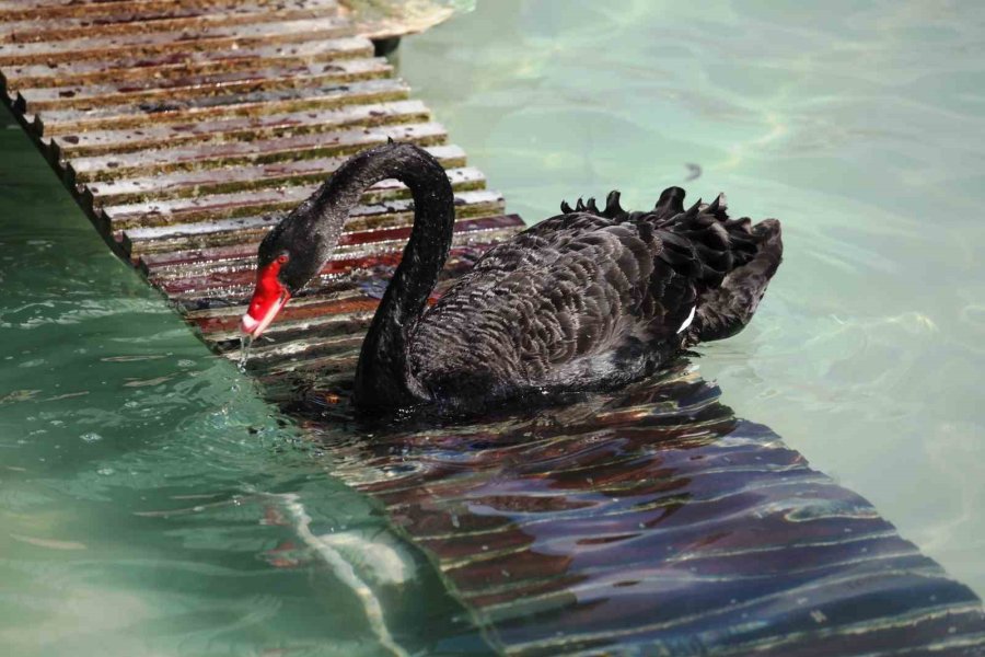 Konya’da Güneşli Havanın İlgi Odağı Kuğular