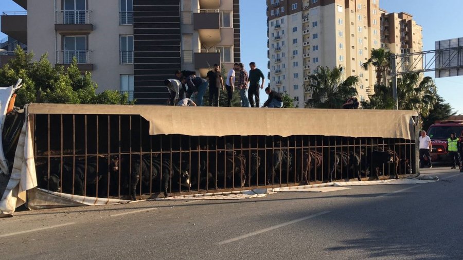 Canlı Hayvan Taşıyan Tır Devrildi