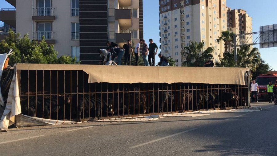 Canlı Hayvan Taşıyan Tır Devrildi