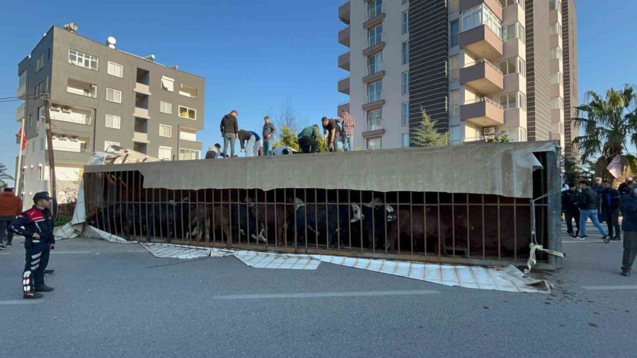 Canlı Hayvan Taşıyan Tır Devrildi