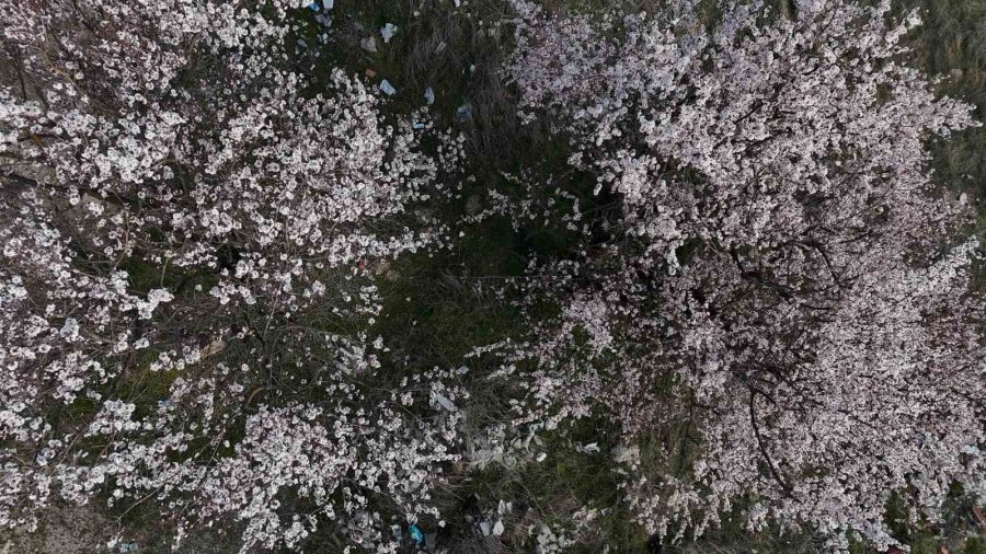 Erken Çiçek Açan Ağaçların Görüntüsü Mest Etti