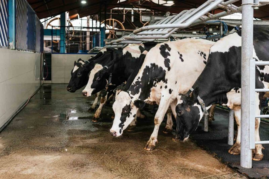 Tütüncü’den Besicilere Destek Projeleri