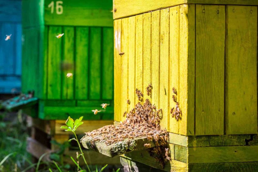 Tütüncü’den Besicilere Destek Projeleri