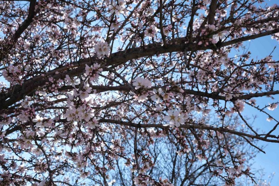 Erken Çiçek Açan Ağaçların Görüntüsü Mest Etti