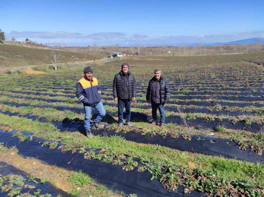 Üreticilere Uygulamalı Budama Eğitimi