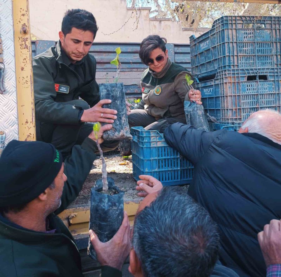 Mersin’de 6 Bin Fidan Ücretsiz Dağıtıldı