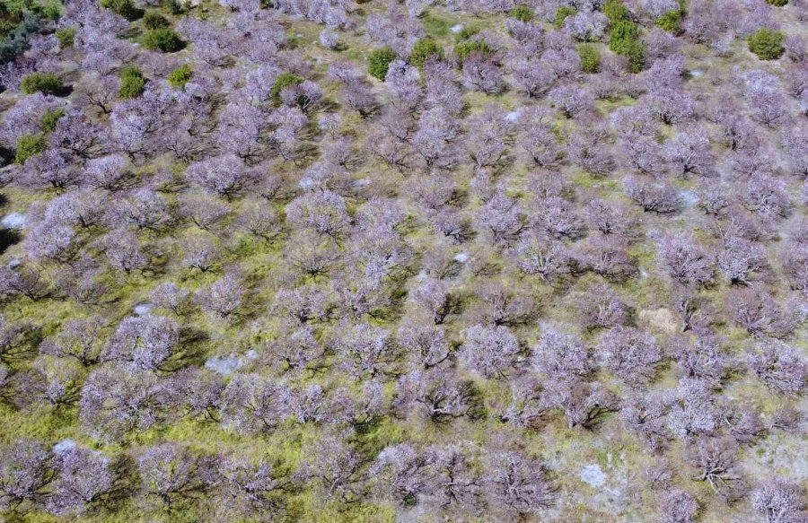 Kayısı Ağaçları Çiçek Açtı, Ortaya Görsel Şölen Çıktı