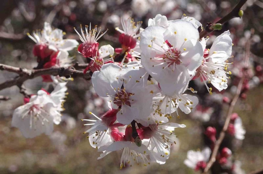 Kayısı Ağaçları Çiçek Açtı, Ortaya Görsel Şölen Çıktı