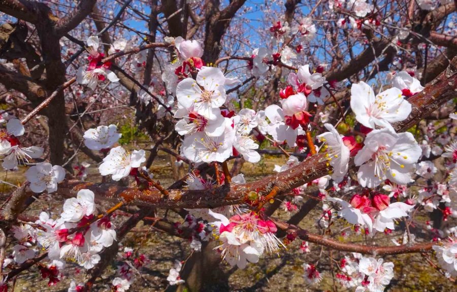 Kayısı Ağaçları Çiçek Açtı, Ortaya Görsel Şölen Çıktı