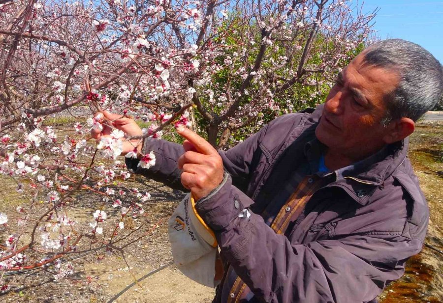 Kayısı Ağaçları Çiçek Açtı, Ortaya Görsel Şölen Çıktı