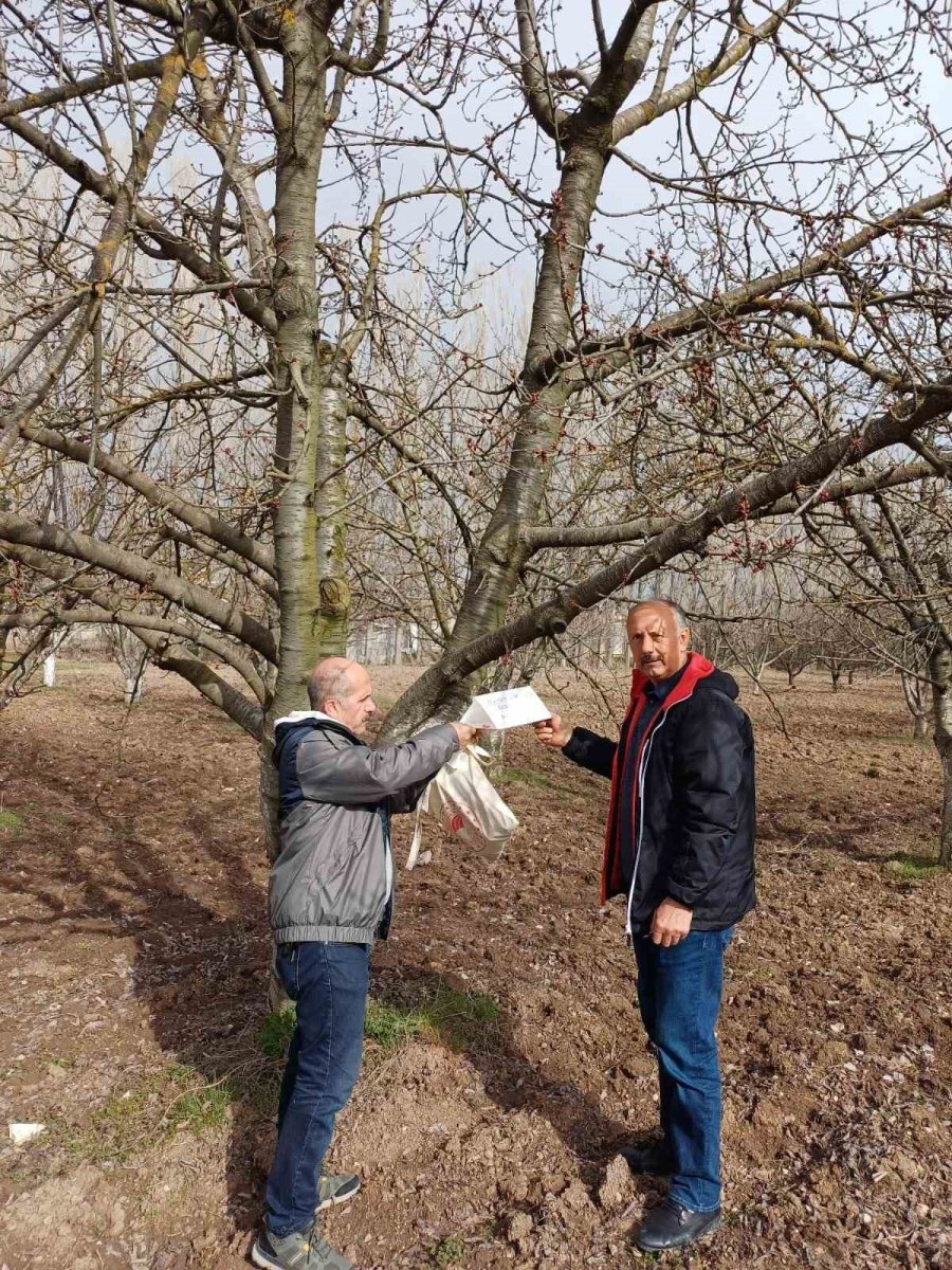 Mihalıççık’ın Ünlü Kiraz Ağaçları Koruma Altında