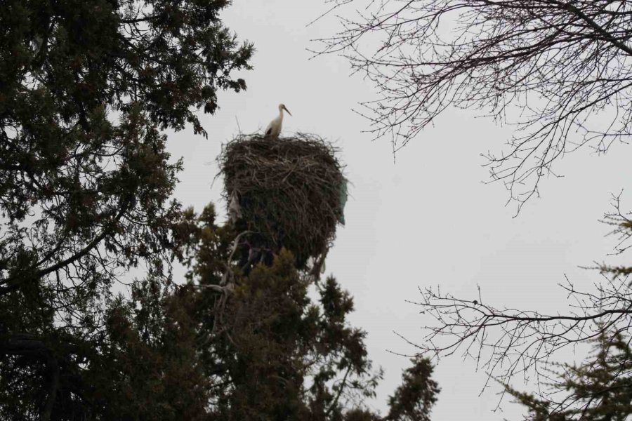 Bahar Geldi, Ardıç Ağaçlarının Üzerindeki Yuvalar Leyleklerle Şenlendi