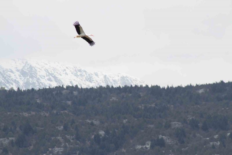 Bahar Geldi, Ardıç Ağaçlarının Üzerindeki Yuvalar Leyleklerle Şenlendi
