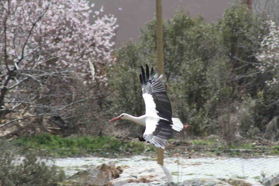 Bahar Geldi, Ardıç Ağaçlarının Üzerindeki Yuvalar Leyleklerle Şenlendi